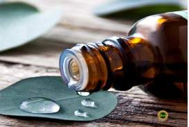 Olio Essenziale di Eucalipto