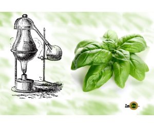 Acqua/Idrolato di Basilico Biologico