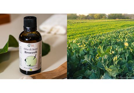Olio di semi di Broccoli