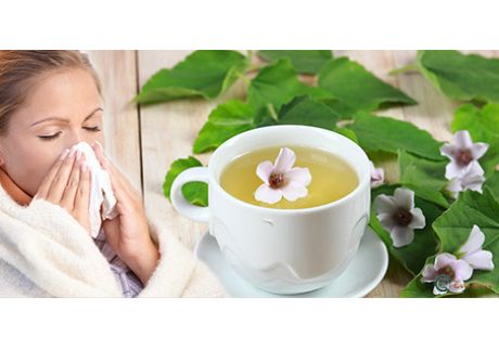 Tisane per il raffreddore