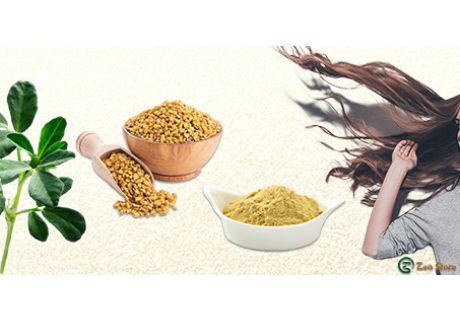 Fieno greco per la cura dei capelli: uso e proprietà 