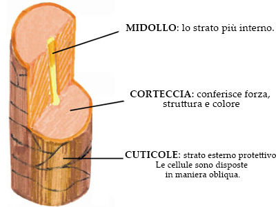 La struttura del capello: midollo, corteccia, cuticola