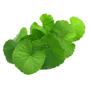 Brahmi (Bacopa monnieri)