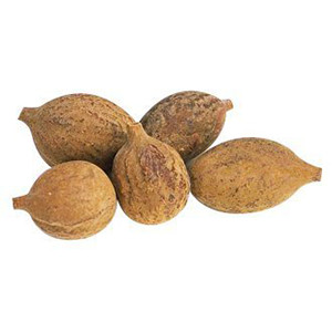 Baheda (Terminalia bellerica)