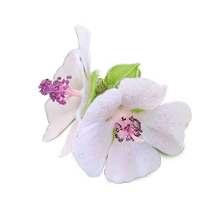 Althea officinalis (Malva bianca)