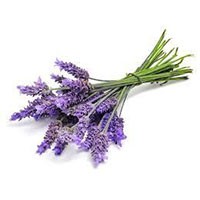 Fiori di lavanda