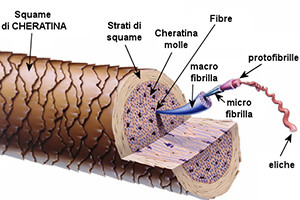 La struttura della cheratina