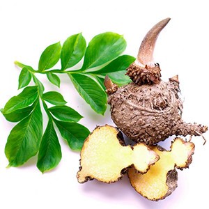 Amorphophallus konjac