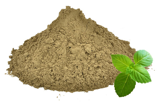 Tulsi o Ocimum Sanctum - Basilico sacro